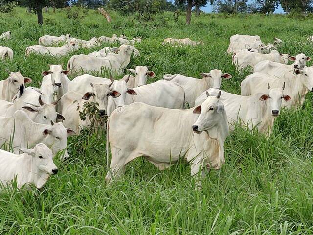 #4 - Fazenda para Venda em Araguaçu - TO
