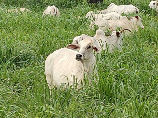 #4 - Fazenda para Venda em Araguaçu - TO