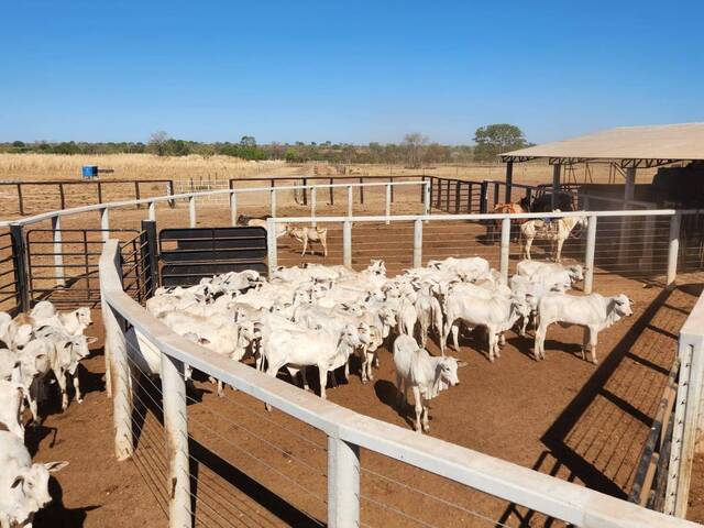 #7 - Fazenda para Venda em Araguaçu - TO