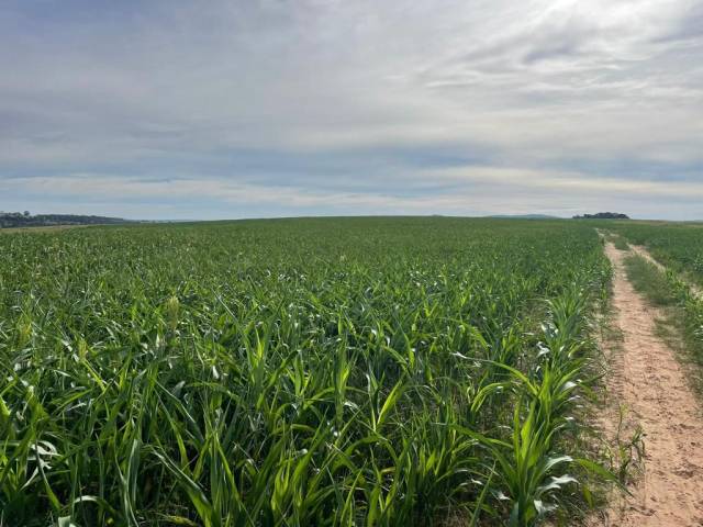 Fazenda para Venda em Mineiros - 3