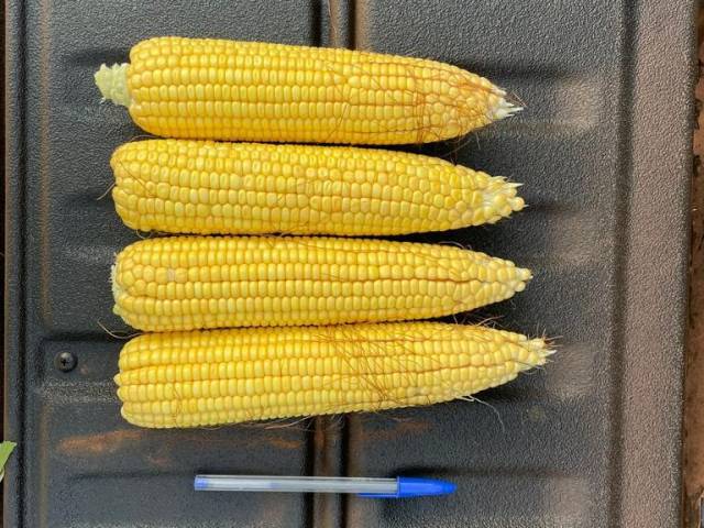 Fazenda para Venda em Mineiros - 4