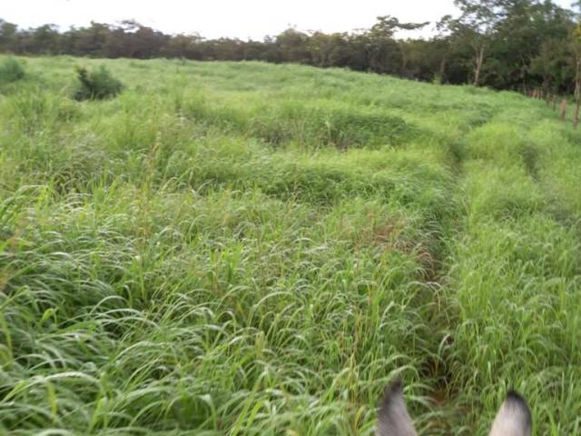#14 - Fazenda para Venda em São Valério da Natividade - TO