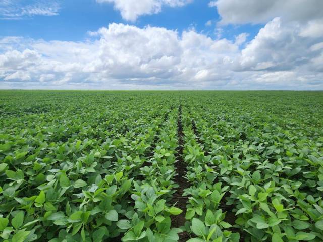 #15 - Fazenda para Venda em Goiânia - GO