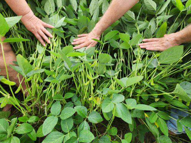 #15 - Fazenda para Venda em Goiânia - GO