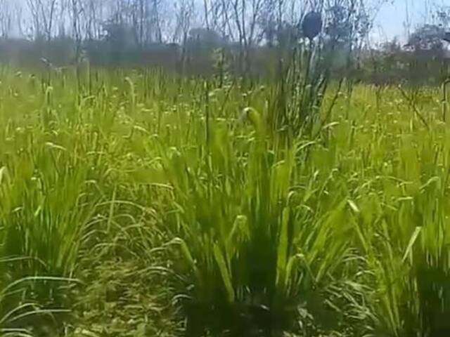 #20 - Fazenda para Venda em São Salvador do Tocantins - TO - 2