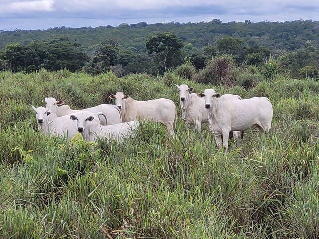 #33 - Fazenda para Venda em Paranã - TO - 2